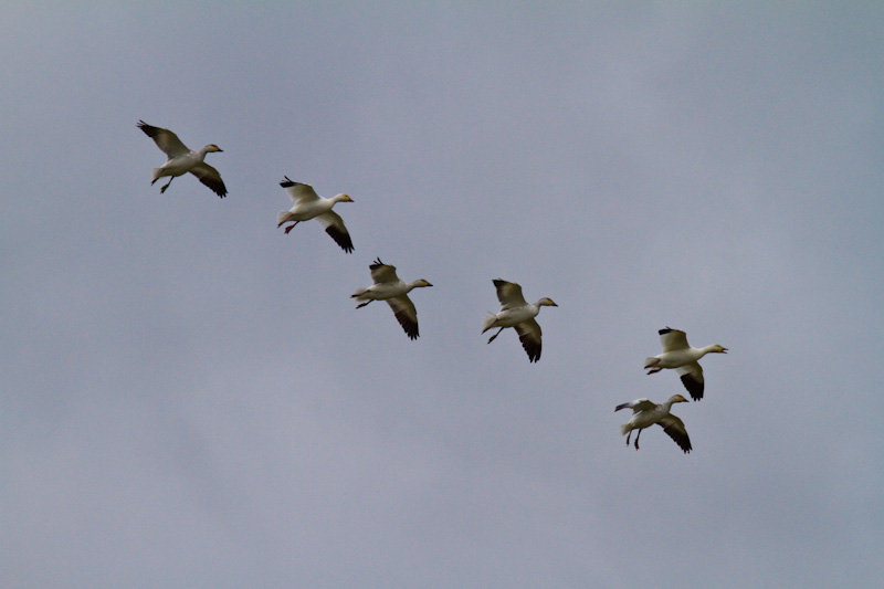 Snow Geese In Flight